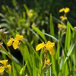 Villa Berlin *